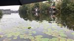  Visserslatijn 3 oktober 2020, Scheendijk Breukelen